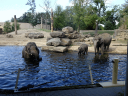 Asian Elephants at the Asia section of ZOO Planckendael