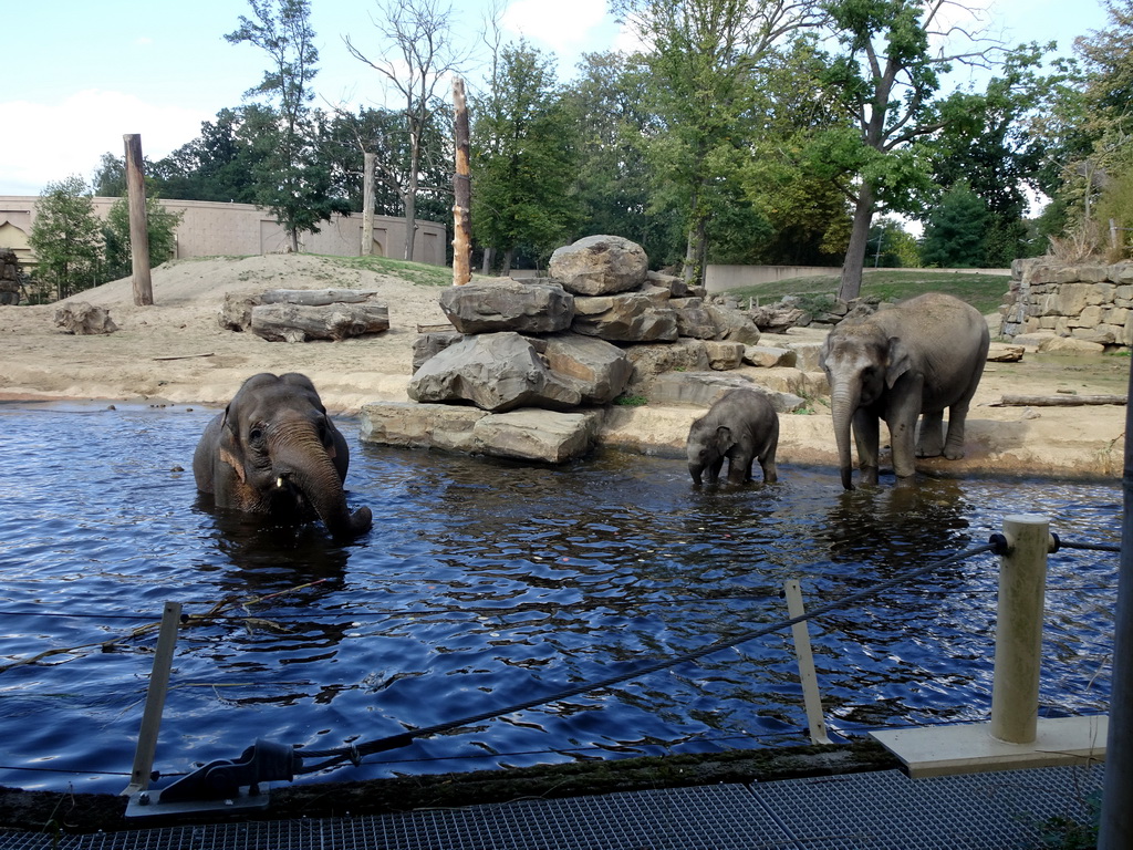 Asian Elephants at the Asia section of ZOO Planckendael