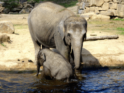 Asian Elephants at the Asia section of ZOO Planckendael