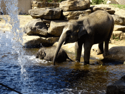 Asian Elephants at the Asia section of ZOO Planckendael