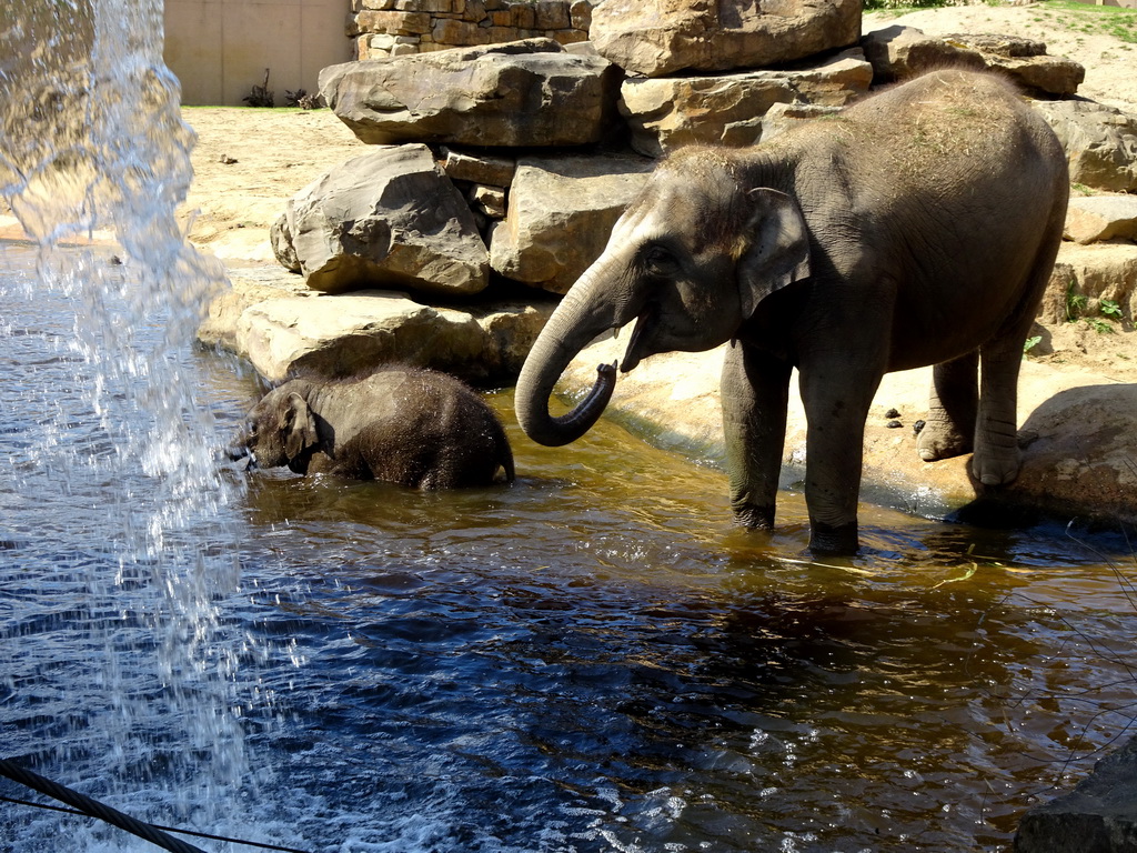 Asian Elephants at the Asia section of ZOO Planckendael