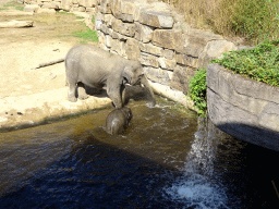 Asian Elephants at the Asia section of ZOO Planckendael, viewed from the Indian travel bureau