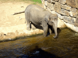 Asian Elephant at the Asia section of ZOO Planckendael, viewed from the Indian travel bureau