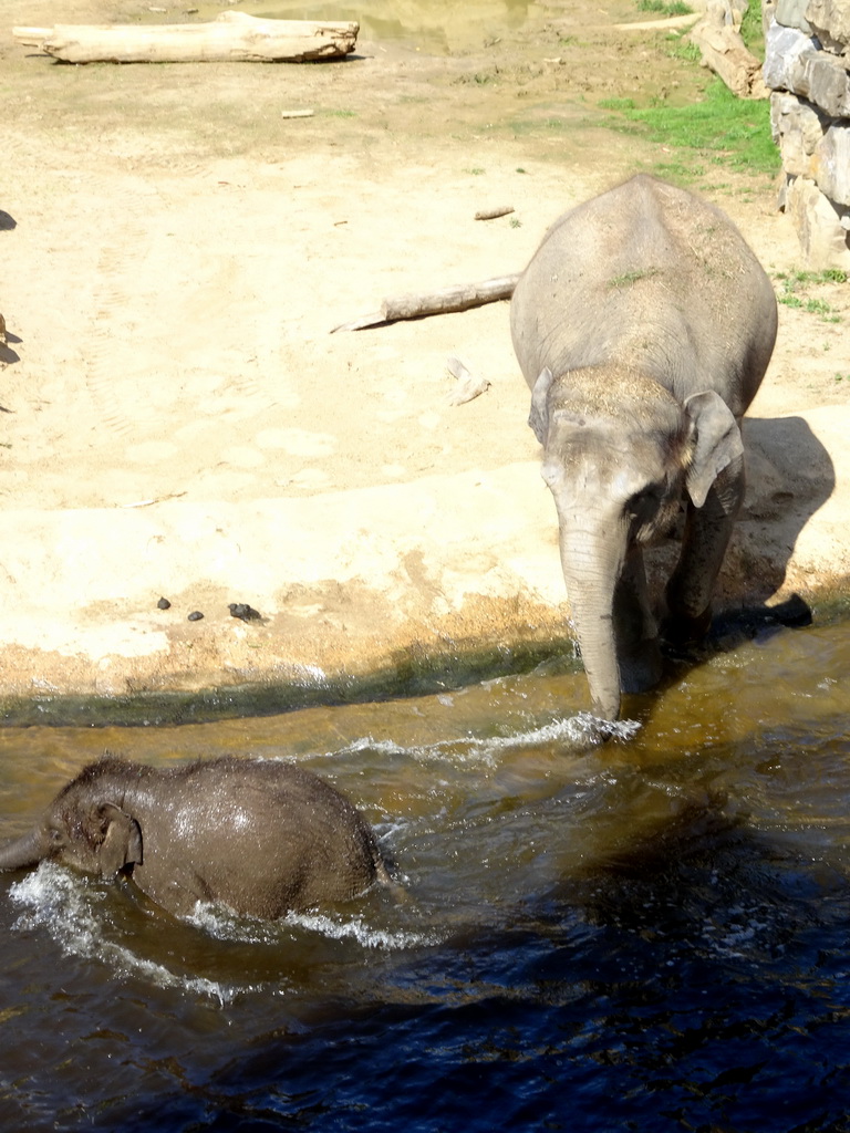 Asian Elephants at the Asia section of ZOO Planckendael, viewed from the Indian travel bureau