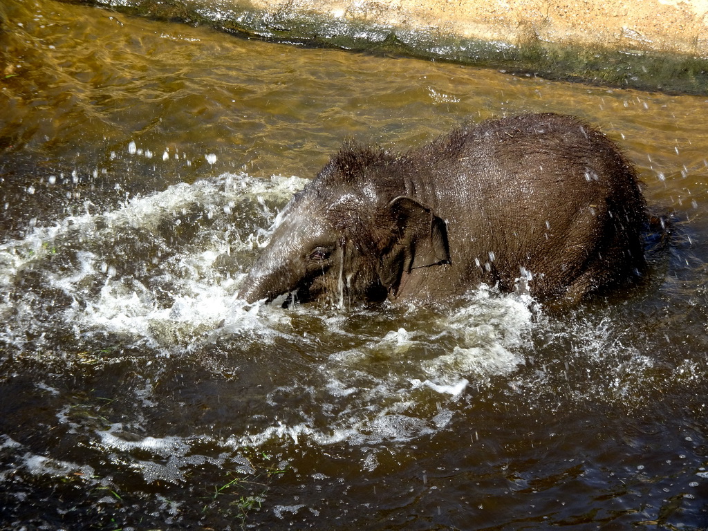 Asian Elephant `Tun Kai` playing with water at the Asia section of ZOO Planckendael, viewed from the Indian travel bureau