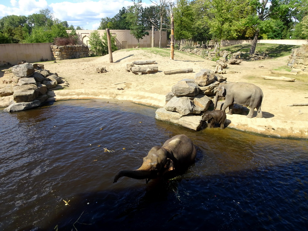 Asian Elephants at the Asia section of ZOO Planckendael, viewed from the Indian travel bureau