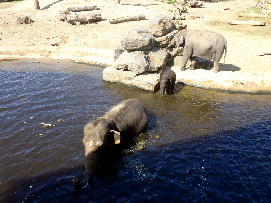 Asian Elephants at the Asia section of ZOO Planckendael, viewed from the Indian travel bureau