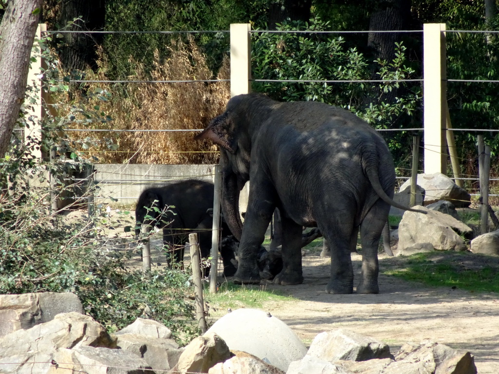 Asian Elephants at the Asia section of ZOO Planckendael, viewed from the Indian travel bureau