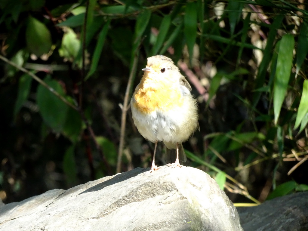 European Robin at the Asia section of ZOO Planckendael