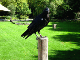 Raven at the birds of prey show at the Europe section of ZOO Planckendael