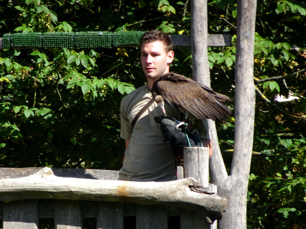 Zookeeper and Hooded Vulture at the birds of prey show at the Europe section of ZOO Planckendael