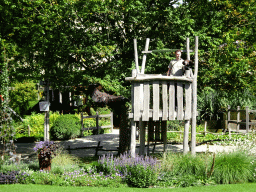 Zookeeper and Hooded Vultures at the birds of prey show at the Europe section of ZOO Planckendael