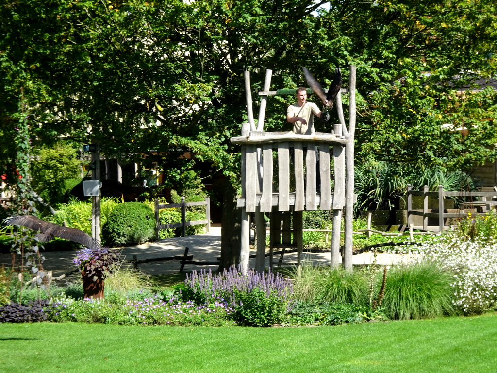 Zookeeper and Hooded Vultures at the birds of prey show at the Europe section of ZOO Planckendael