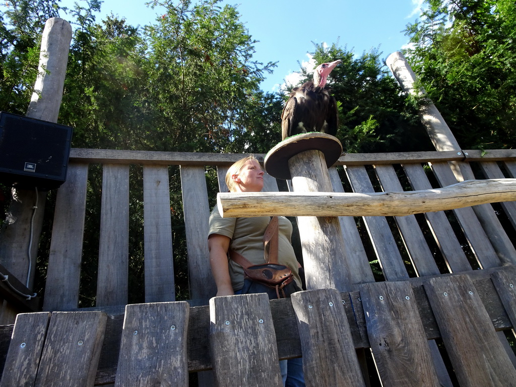 Zookeeper and Hooded Vulture at the birds of prey show at the Europe section of ZOO Planckendael