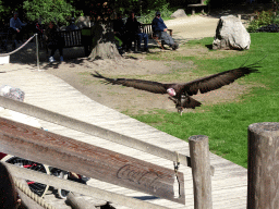 Hooded Vulture at the birds of prey show at the Europe section of ZOO Planckendael