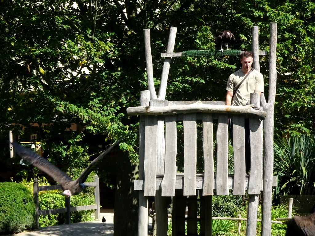 Zookeeper and Hooded Vultures at the birds of prey show at the Europe section of ZOO Planckendael