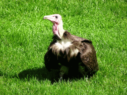 Hooded Vulture at the birds of prey show at the Europe section of ZOO Planckendael