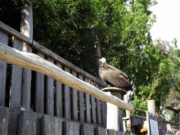 Hooded Vulture at the birds of prey show at the Europe section of ZOO Planckendael