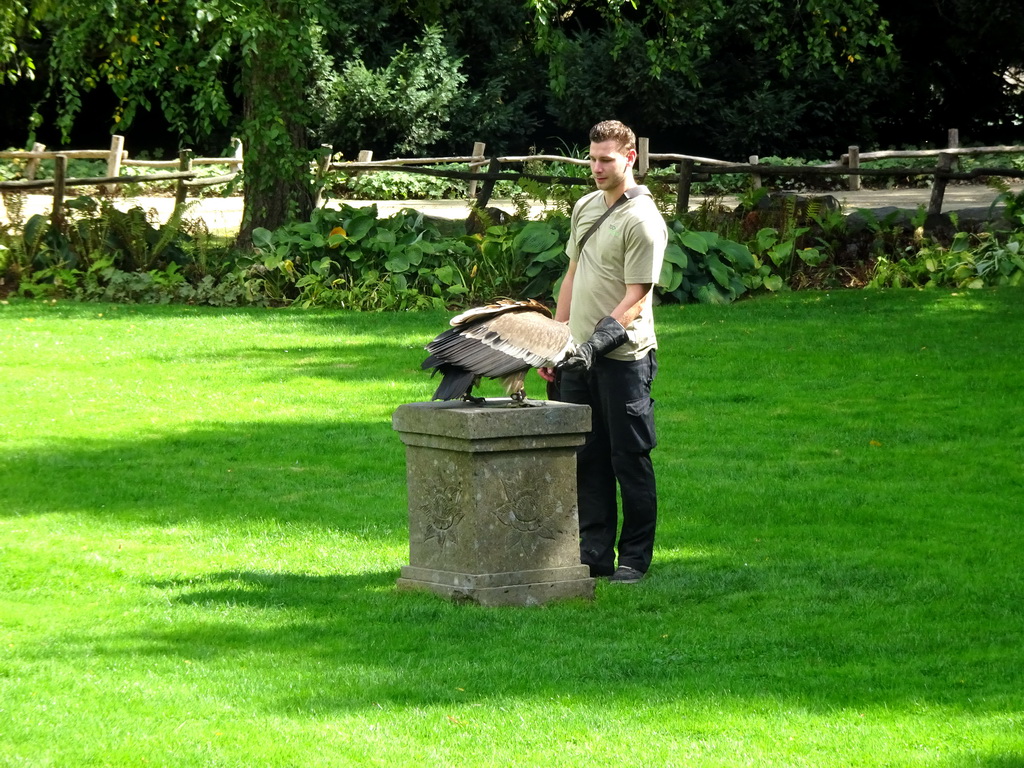 Zookeeper and Griffon Vulture at the birds of prey show at the Europe section of ZOO Planckendael