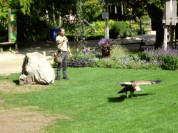 Zookeeper and Griffon Vulture at the birds of prey show at the Europe section of ZOO Planckendael