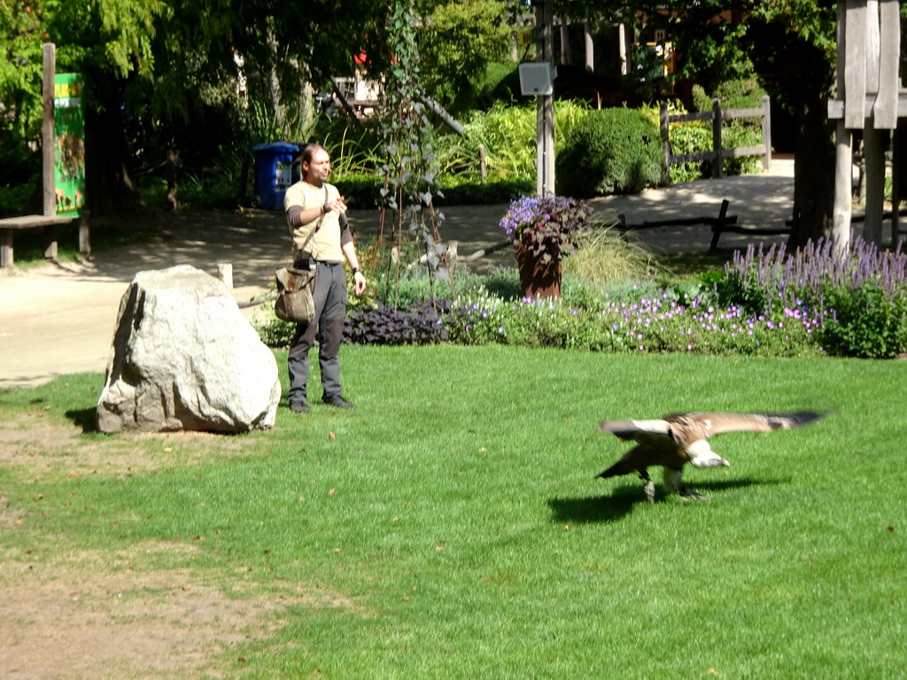 Zookeeper and Griffon Vulture at the birds of prey show at the Europe section of ZOO Planckendael