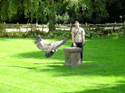 Zookeeper and Griffon Vulture at the birds of prey show at the Europe section of ZOO Planckendael