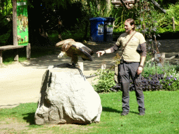 Zookeeper and Griffon Vulture at the birds of prey show at the Europe section of ZOO Planckendael