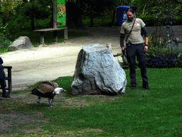 Zookeeper and Griffon Vulture at the birds of prey show at the Europe section of ZOO Planckendael