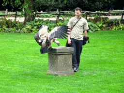 Zookeeper and Griffon Vulture at the birds of prey show at the Europe section of ZOO Planckendael