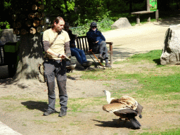 Zookeeper and Griffon Vulture at the birds of prey show at the Europe section of ZOO Planckendael