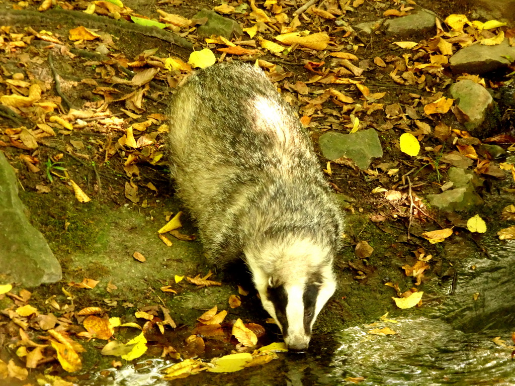 Badger at the Europe section of ZOO Planckendael