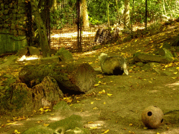 Badger at the Europe section of ZOO Planckendael