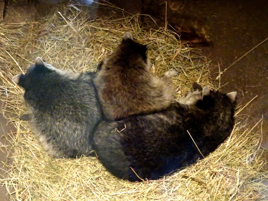 Raccoons at the Europe section of ZOO Planckendael