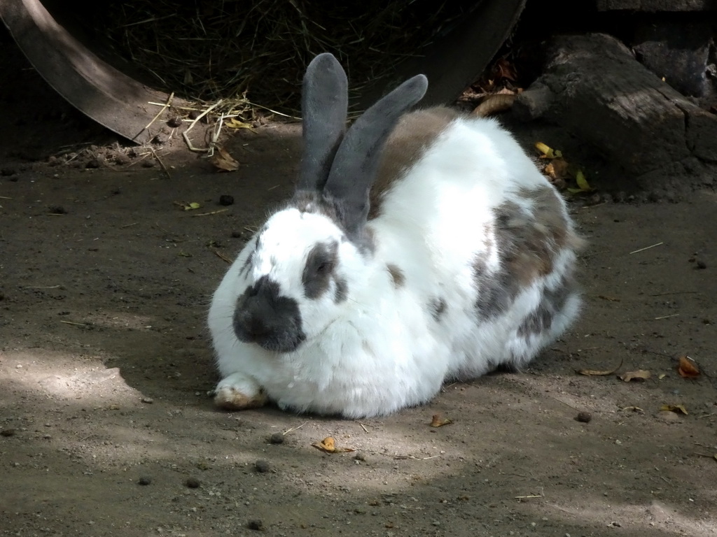Rabbit at the Europe section of ZOO Planckendael