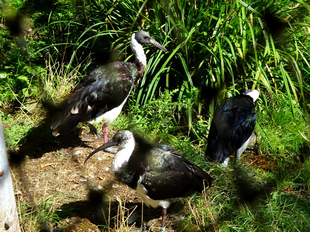 Straw-necked Ibises at the Oceania section of ZOO Planckendael