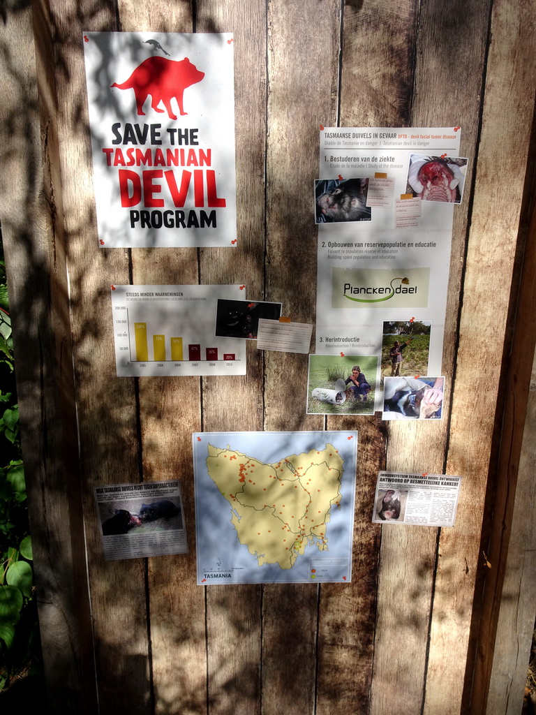 Information on the Tasmanian Devil at the Oceania section of ZOO Planckendael