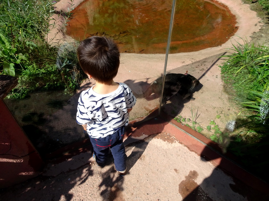 Max with a Tasmanian Devil at the Oceania section of ZOO Planckendael