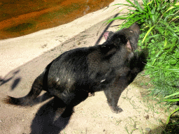 Tasmanian Devil at the Oceania section of ZOO Planckendael