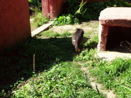 Tasmanian Devil at the Oceania section of ZOO Planckendael