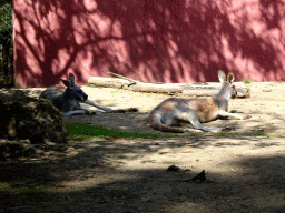 Red Kangaroos at the Oceania section of ZOO Planckendael