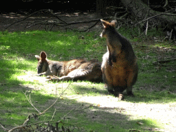 Swamp Wallabies at the Oceania section of ZOO Planckendael