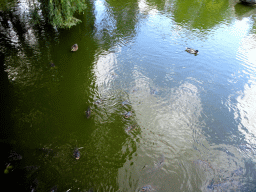 Ducks and fish in a pond at the Oceania section of ZOO Planckendael