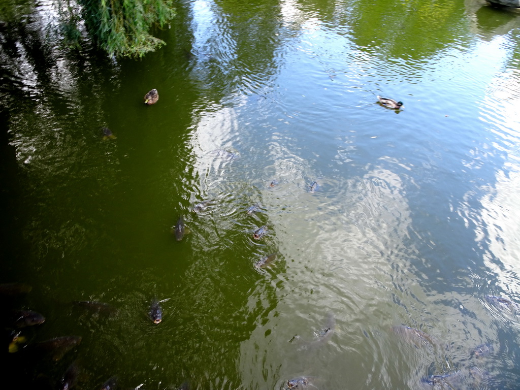 Ducks and fish in a pond at the Oceania section of ZOO Planckendael