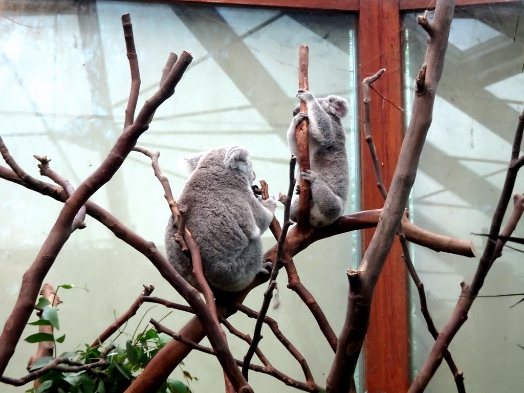 Koalas at the Oceania section of ZOO Planckendael