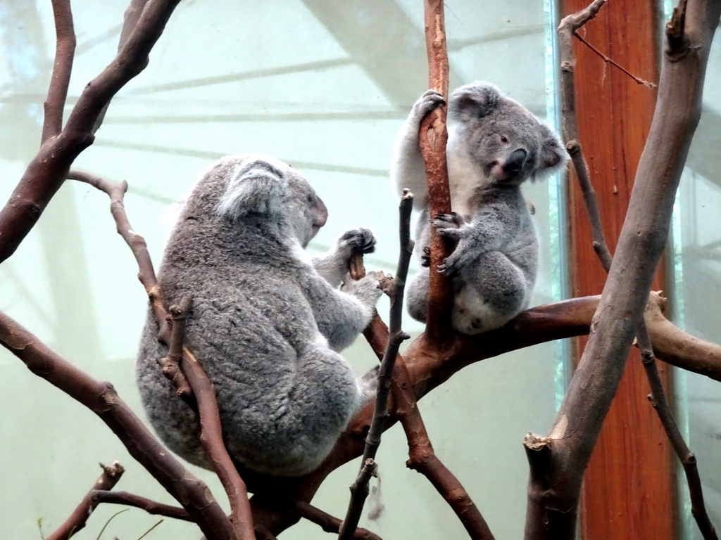 Koalas at the Oceania section of ZOO Planckendael