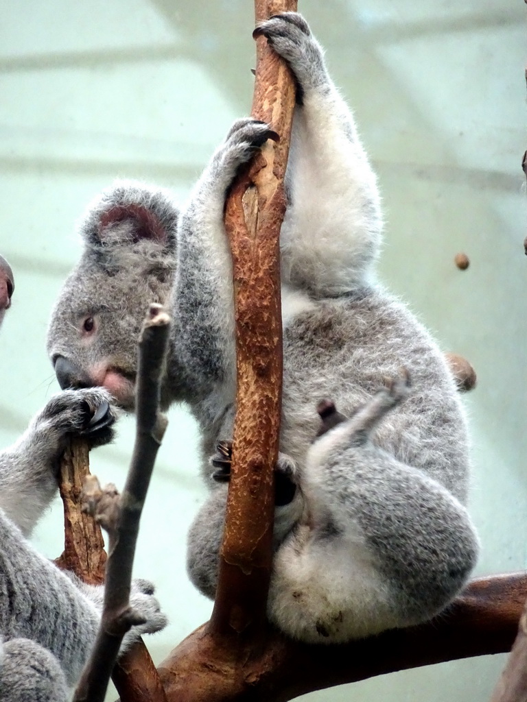 Koala at the Oceania section of ZOO Planckendael