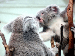 Koalas at the Oceania section of ZOO Planckendael