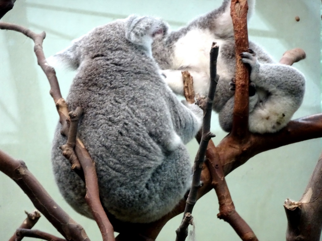 Koalas at the Oceania section of ZOO Planckendael