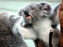 Koalas at the Oceania section of ZOO Planckendael