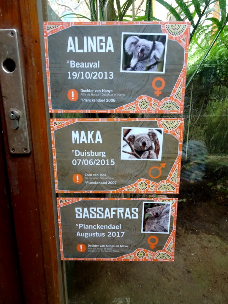 Explanation on the Koalas `Alinga`, `Maka` and `Sassafras` at the Oceania section of ZOO Planckendael